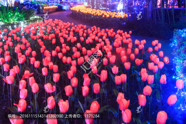 夢幻紅玫瑰