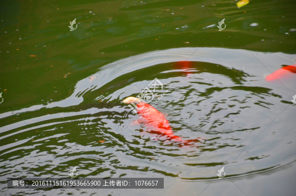 魚兒戲水