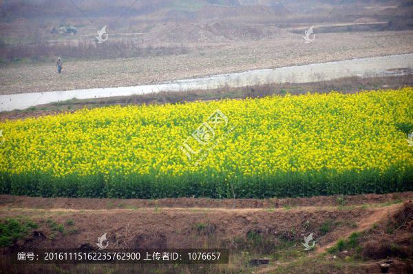菜籽花海