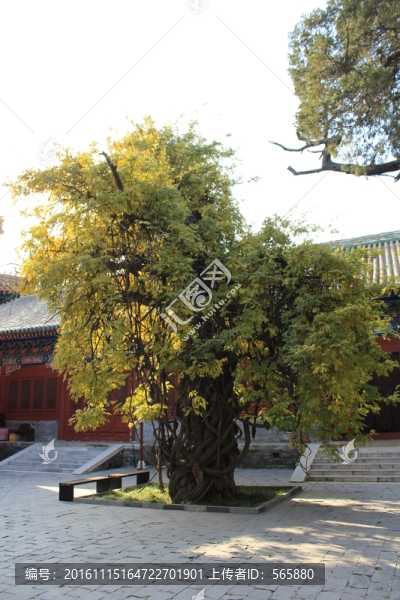 古樹(shù)