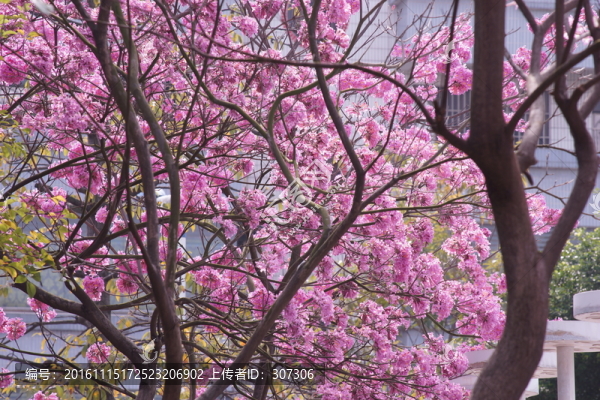 紅花風(fēng)鈴木