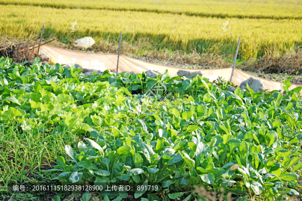 有機(jī)蔬菜,菜地,小青菜