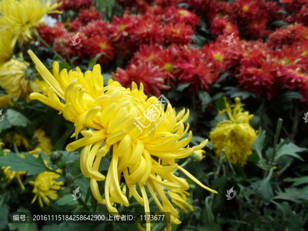 菊花