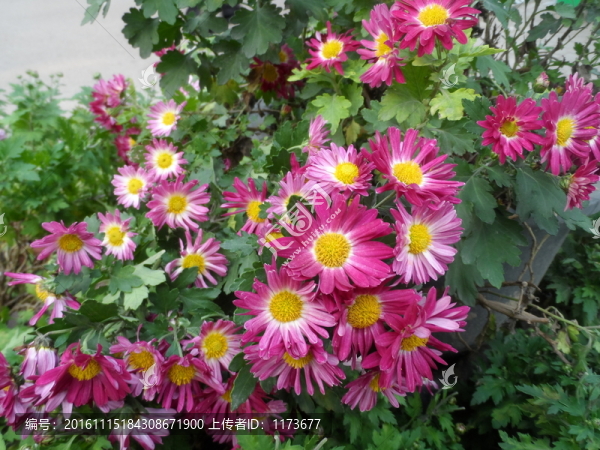 菊花