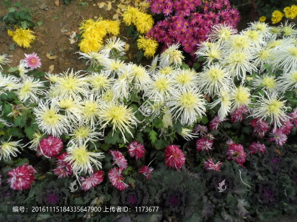 菊花