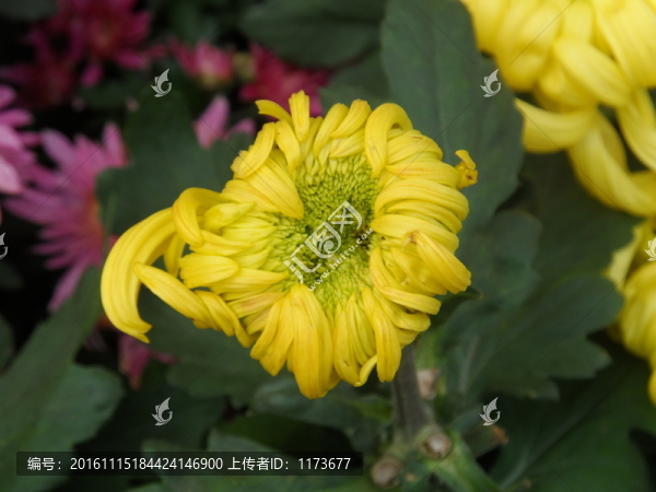 菊花