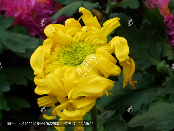 菊花