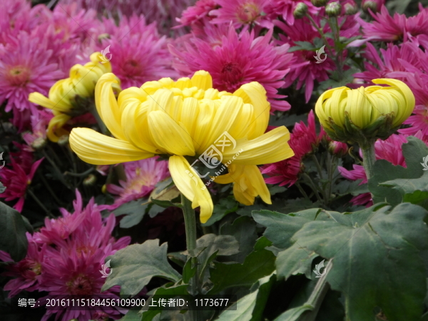 菊花