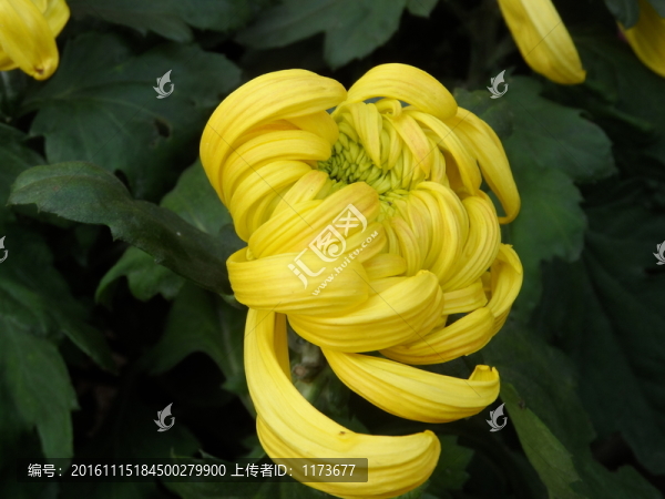 菊花