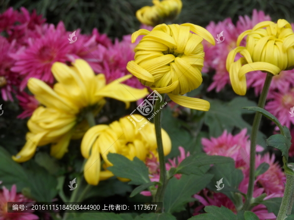 菊花