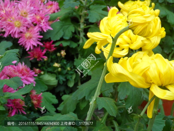 菊花