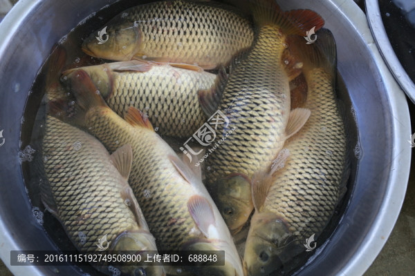 鯉魚-匯圖網(wǎng) www.fosd68.com 鯉魚