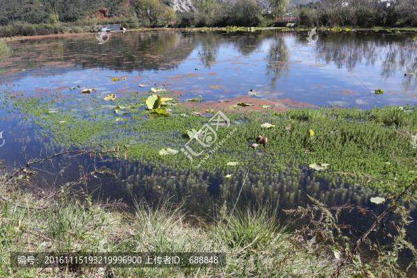 池塘濕地