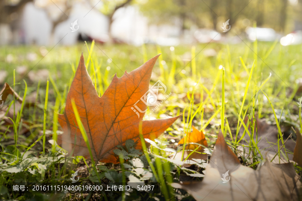 梧桐樹(shù)葉-匯圖網(wǎng) www.fosd68.com 梧桐樹(shù)葉