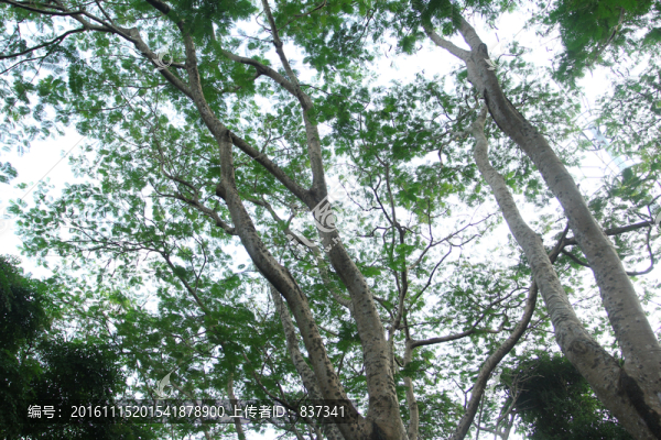 公園樹木風(fēng)景