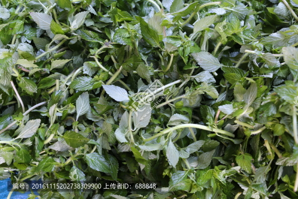 香菜