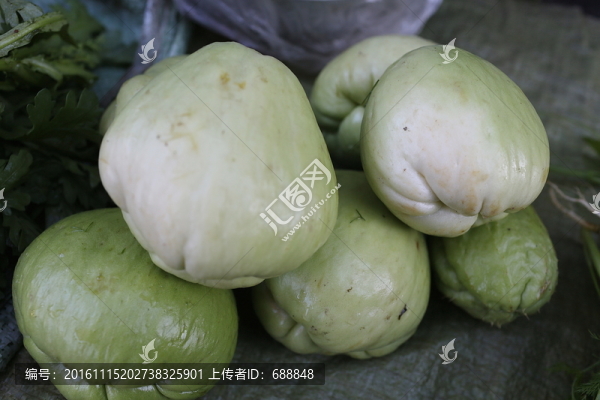 佛手瓜