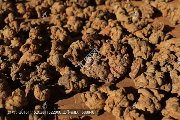 中藥三七