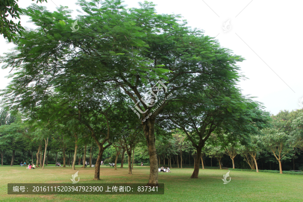 綠化
