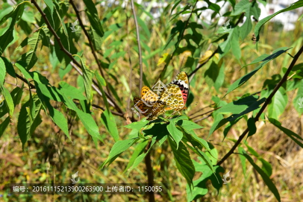 農(nóng)村田園枯葉蝴蝶