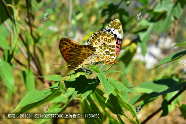 農村田園枯葉蝴蝶