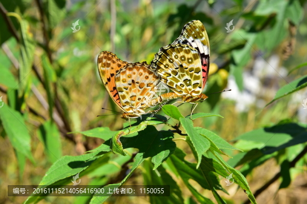 農村田園枯葉蝴蝶