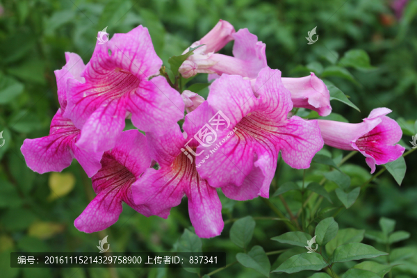 紫色花