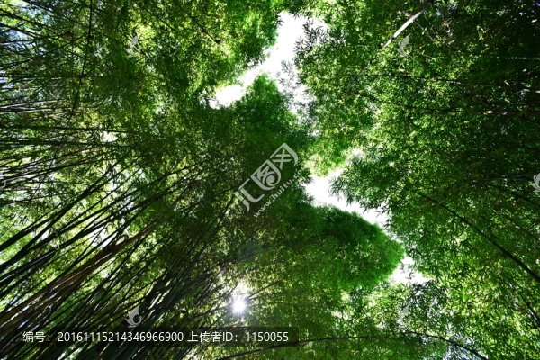 山間竹林