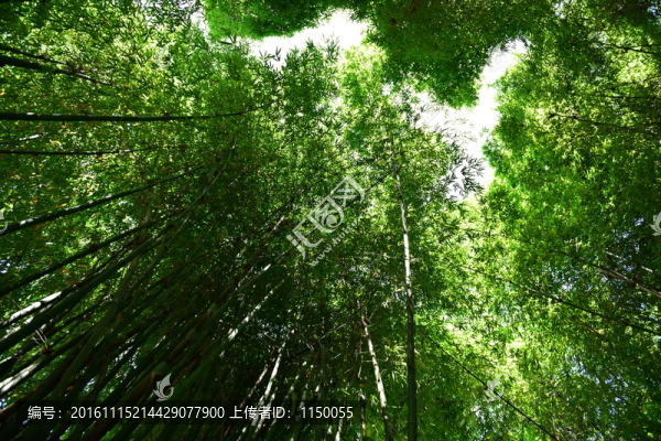 山間竹林
