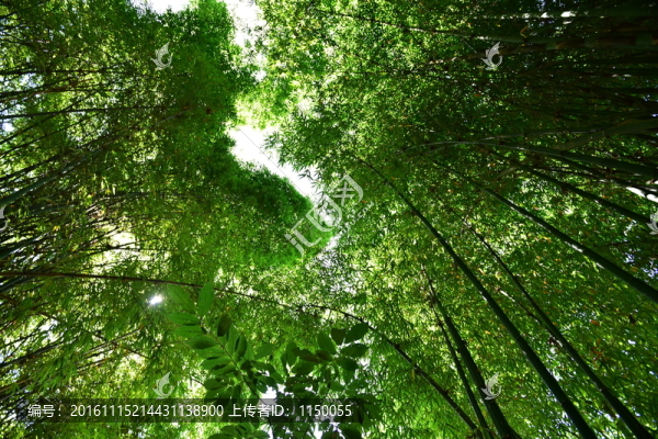 山間竹林