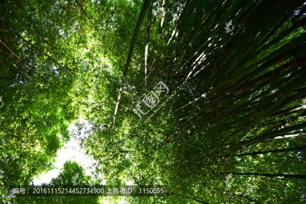 山間竹林