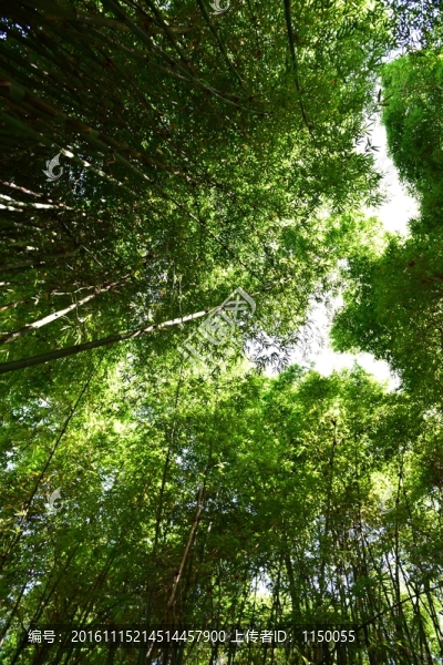 山間竹林