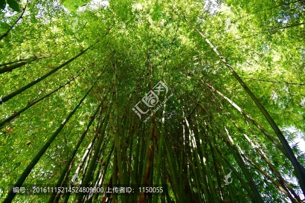 山間竹林