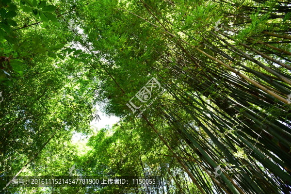 山間竹林