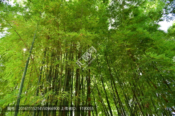 山間竹林