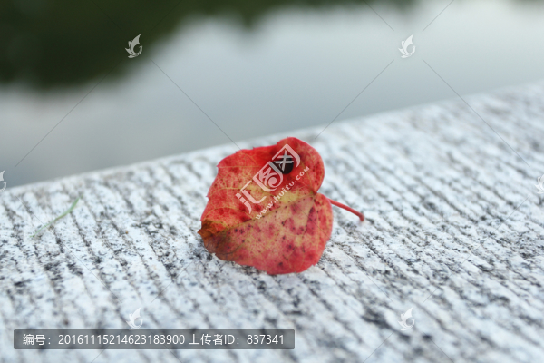 一片葉子