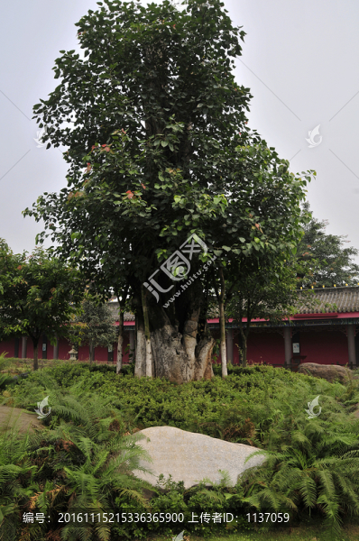 峨眉山大佛禪院,菩提樹