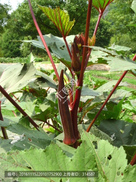 紅秋葵-匯圖網(wǎng) www.fosd68.com 紅秋葵