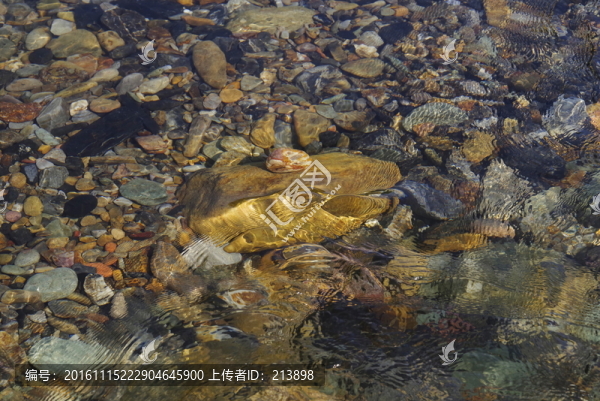 原生態(tài),溪水,石頭