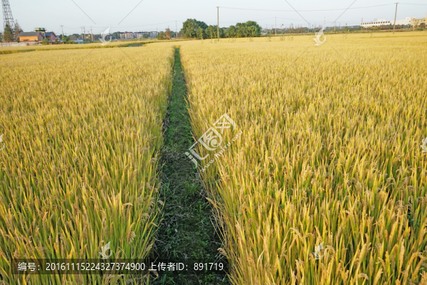 稻田高清,成熟的水稻特寫