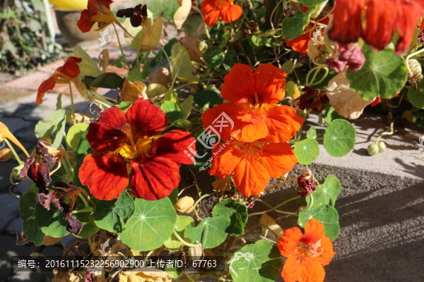 金蓮花