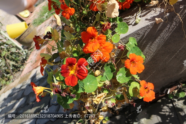 金蓮花