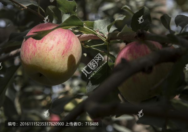 蘋果