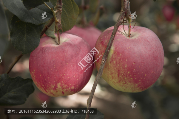 蘋果