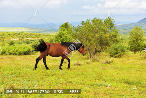 馬