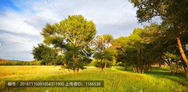 草原樹木
