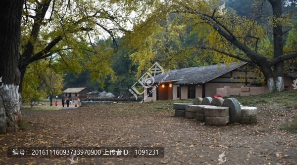 銀杏樹