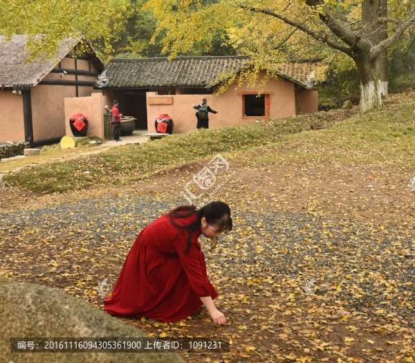 拾銀杏樹(shù)