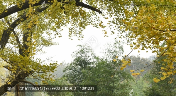銀杏樹(shù)