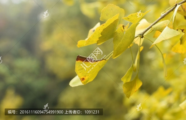 銀杏樹下